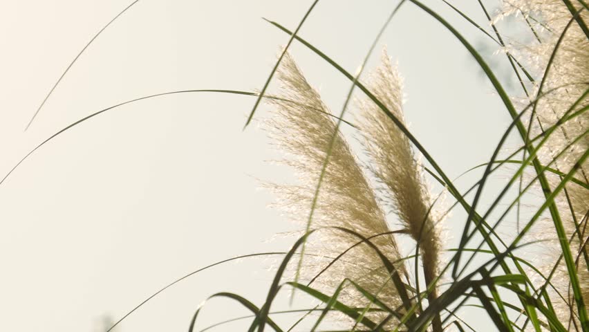 Close-up of pampas grass plumes glowing in backlight. The open sky and white ears of grain create a beautiful background of autumn nature.