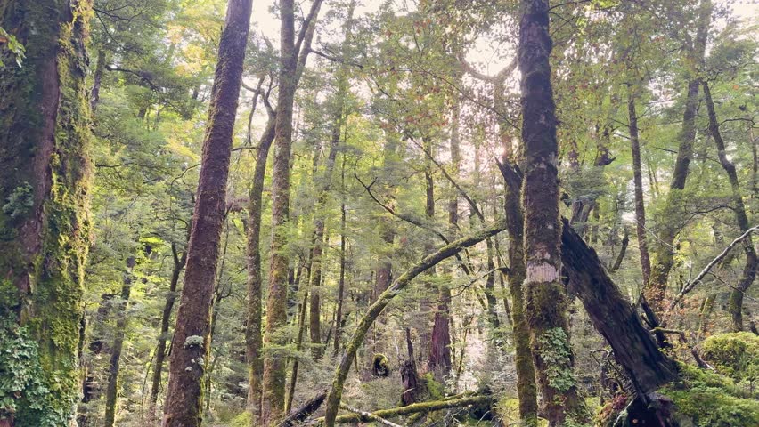 Sunbeams filter through lush green trees in a mossy forest, gentle camera pan, natural light