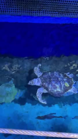 A sea turtle swimming gracefully in blue-lit shallow water, filmed from above. Captures marine life, conservation, and serene underwater motion in a tank environment.