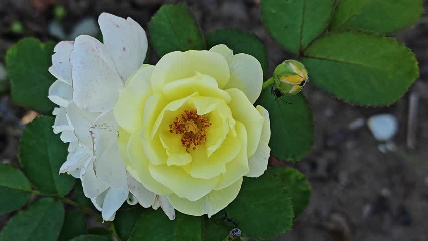Close-up of a bright yellow rose in full bloom with a blurred background and natural light.