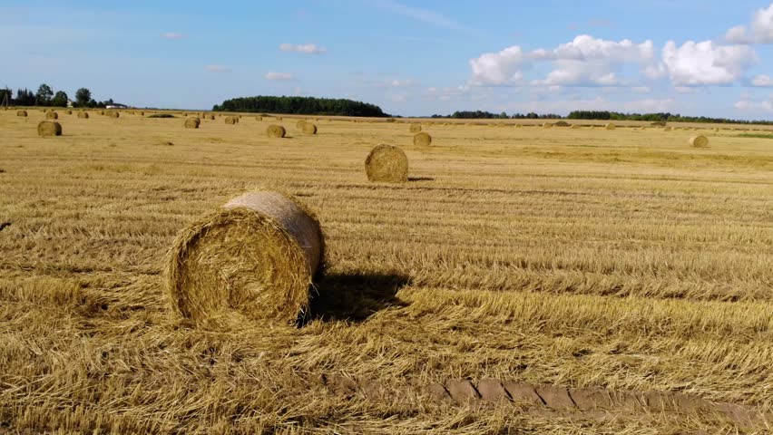 Many round golden bales of hay are scattered across a vast, mown wheat field under a clear blue sky with white clouds. This agricultural landscape captures the essence of the summer harvest season in