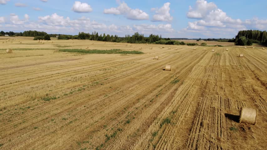 Aerial drone footage capturing a vast, hilly agricultural field in the Lithuanian countryside after harvest. Numerous round hay bales are scattered across the golden stubble under a bright blue sky wi
