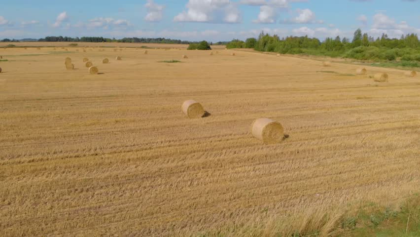 Drone footage captures a vast, golden agricultural field dotted with numerous round hay bales under a bright blue sky with white clouds. The scene depicts the completion of the wheat harvest in a pict