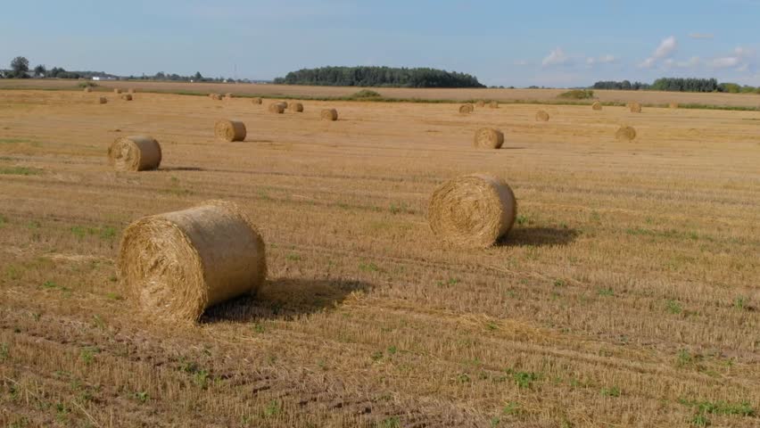 Aerial view of a vast agricultural field in the Lithuanian countryside during a sunny summer day after harvest. Numerous round straw bales are scattered across the golden, mown field, with a forest li