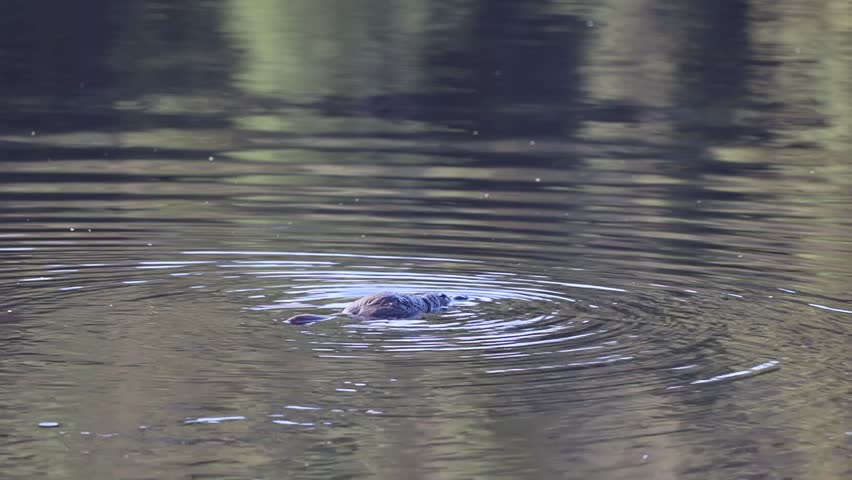 Platypus swimming and quicky diving in a calm lake, creating gentle ripples on the water surface with reflections of surrounding nature on a peaceful day. Sunrise in Tasmania, Australia.