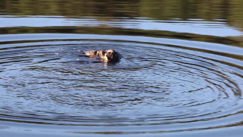 Video of a platypus swimming and scratching himself at the surface of a calm lake, creating gentle ripples on the water surface. Reflections of surrounding nature. Peaceful day in Tasmania, Australia.