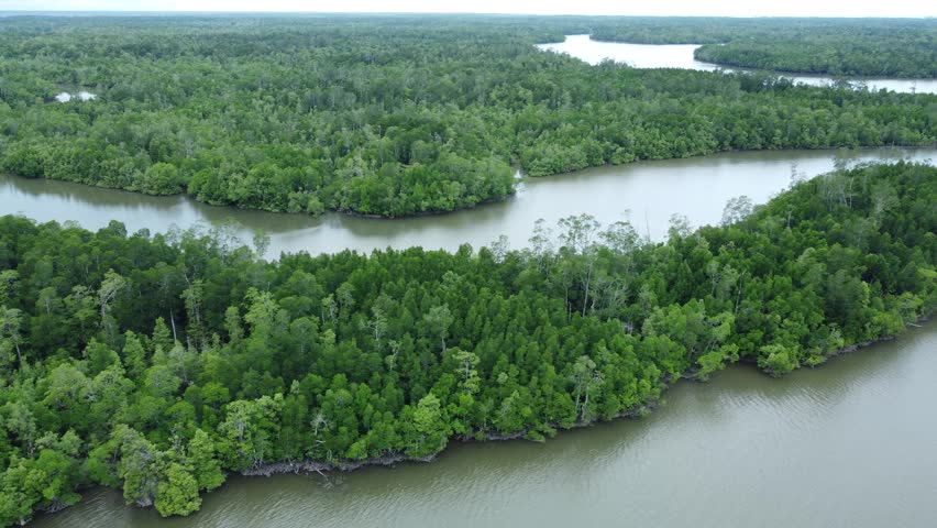 Aerial view of lush Amazon forest landscape with winding blue river, showcasing rich tropical biodiversity and untouched nature. Perfect for eco-tourism, conservation content, and environmental