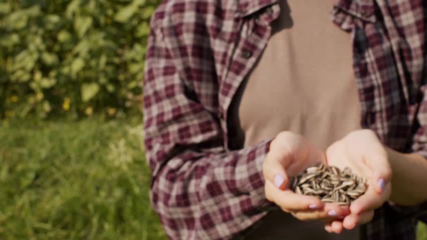 Close-up of an unrecognizable woman in a checkered shirt holding a fistful of sunflower seeds.