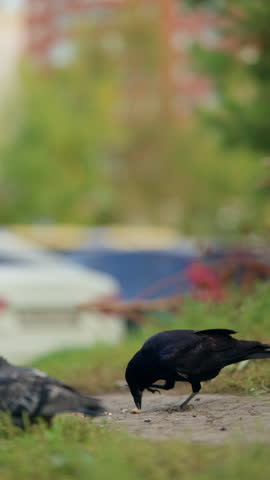 Black crow foraging along a grassy urban pathway, transitioning from pecking at the ground to an alert standing posture, with soft bokeh background of trees and cars in daylight