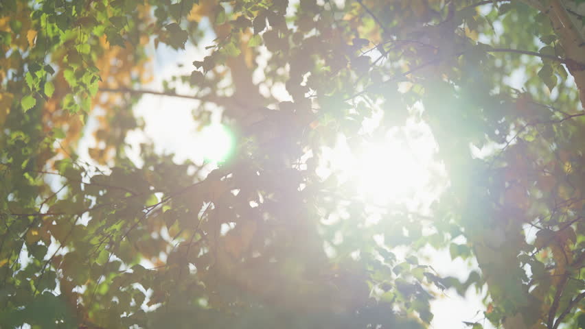 Warm sunlight filtering through a lush birch canopy with vibrant green leaves and gentle lens flare, creating dappled patterns and a tranquil atmosphere in a summer forest