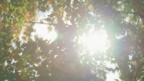 Warm sunlight filtering through a lush birch canopy with vibrant green leaves and gentle lens flare, creating dappled patterns and a tranquil atmosphere in a summer forest - Powered by Shutterstock - Get 15% off with code: PIKWIZARD15