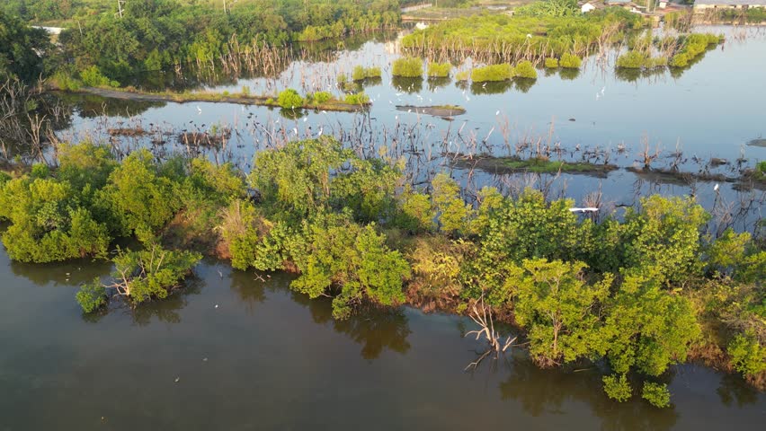 A colony of egrets, herons, storks, and night herons resting and feeding in a pond in Thailand.
