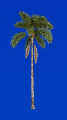 High-quality 3d render of a vertical palm tree on a bluescreen background. Perfect for animation, design projects, and tropical themed content in 4k resolution.