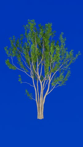 High-resolution 4K vertical 3D render of a leafy green tree against a vibrant bluescreen background, perfect for animation and digital compositing projects.