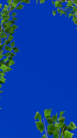 Vertical 4K animation featuring green leaves framing a vibrant bluescreen background, created with detailed 3D render techniques for versatile commercial use.