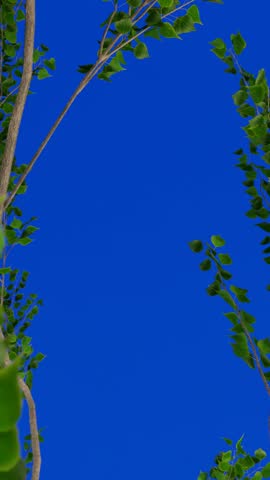Vertical 4K animation of green tree branches with leaves against a vivid bluescreen background, ideal for nature scenes or 3D render compositions.
