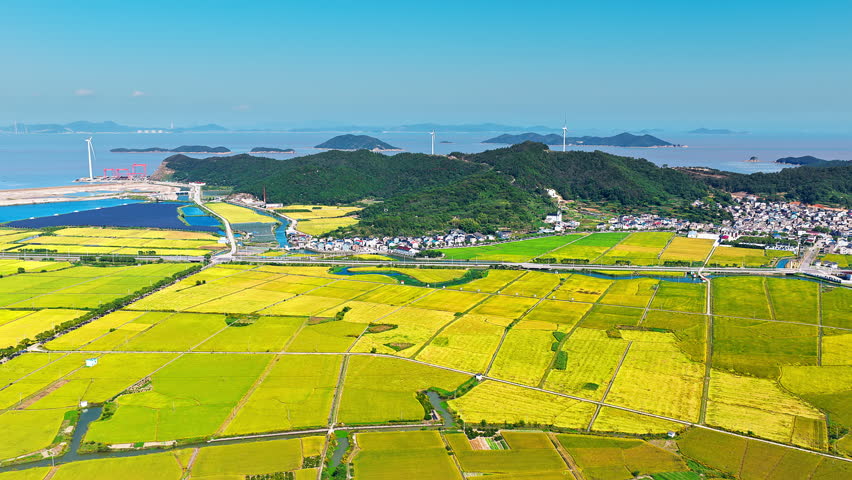 Aerial shot of vast agricultural landscape with ripe paddy fields, rural village and wind turbines on coastal hills
