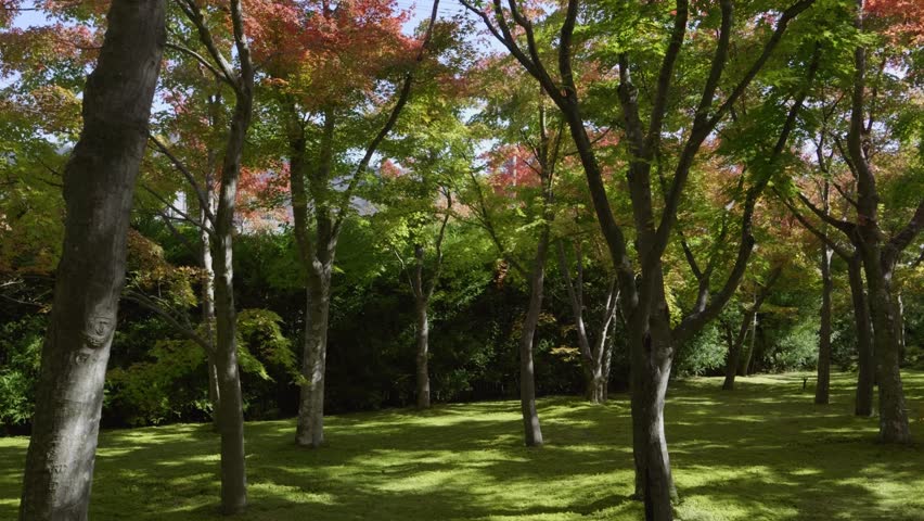 Beautiful fall colors at Hakone Open Air Museum, slow motion slider shot