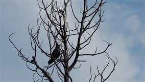 Slow motion of a black raven hopping between the bare, stark branches of a tree. The bird maintains a firm grip on the food it is carrying, framed against a bright blue sky. - Powered by Shutterstock - Get 15% off with code: PIKWIZARD15