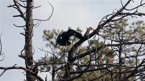 Slow motion of a black raven flying into frame and landing on a stark, bare tree branch. The bird is carrying food in its beak, framed against a bright sky. - Powered by Shutterstock - Get 15% off with code: PIKWIZARD15