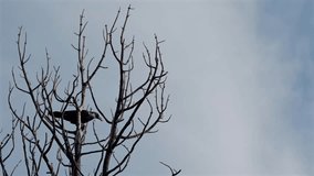 Dramatic slow motion of a black raven taking flight from a stark tree branch. The dynamic take-off and wide wingspan are captured before the bird flies away in a transition of focus. - Powered by Shutterstock - Get 15% off with code: PIKWIZARD15