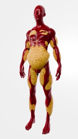 Medical Visualization of Obesity and Fat Accumulation in Abdomen Focusing on Visceral and Subcutaneous Layers 3D Rendering
