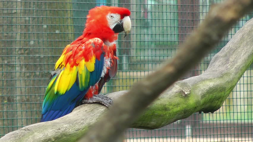 Colorful parrot at zoo