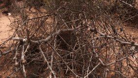 Bare leafless branches in a very close-up view that provides beautiful depth, moving under the wind's effect. In the background, a dirt terrain is visible. - Powered by Shutterstock - Get 15% off with code: PIKWIZARD15