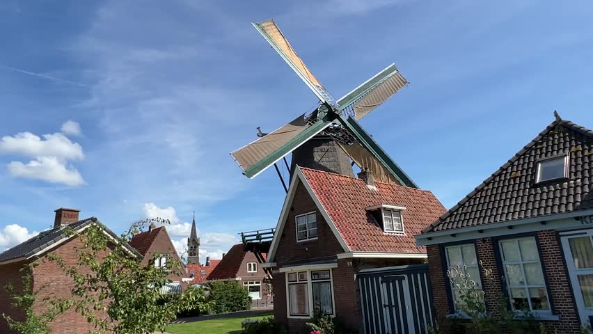 Frisian horses in Friesland the Netherlands