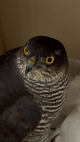 Close Portrait of Hawk with Fierce Yellow Eyes