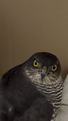Fierce-Eyed Hawk in Detailed Close View