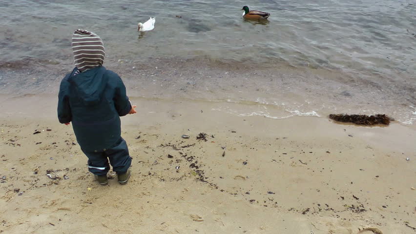 Little boy on the beach feeding the ducks