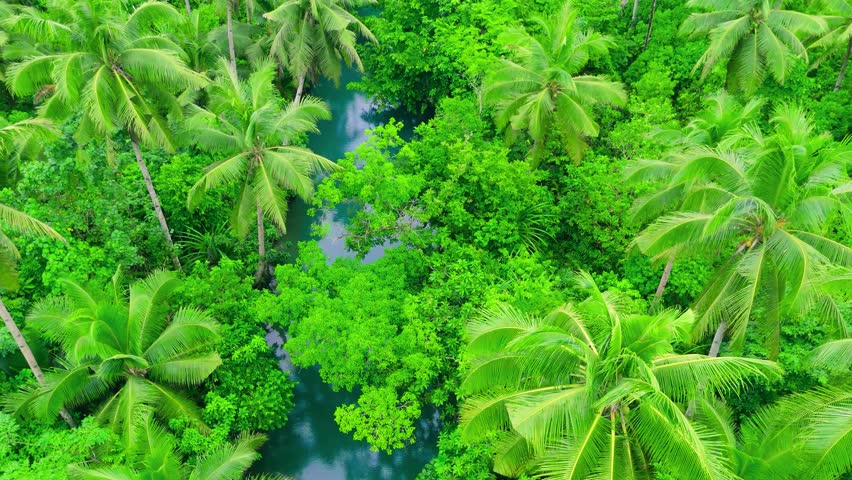 Aerial winding river flows through dense tropical palm trees and green jungle foliage at Maasin River, Siargao, Philippines.