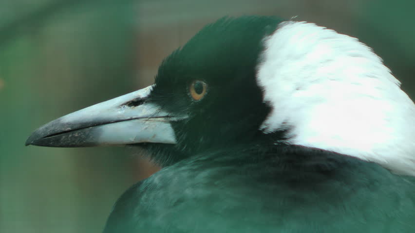Gymnorhina tibicen, Australian Magpies, also called Flute bird, close up, sound
