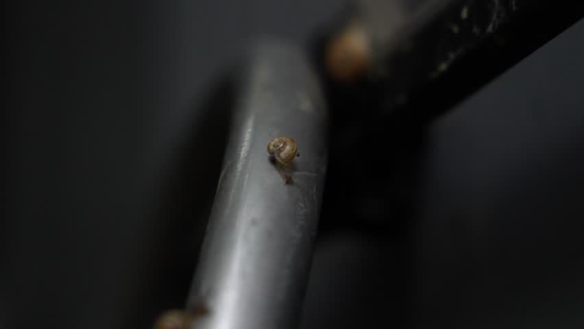 Detailed 4K close-up of a garden snail crawling on a metallic bar. The focus is on the snail