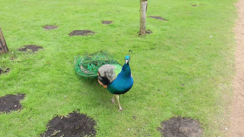 Peacock on green meadow