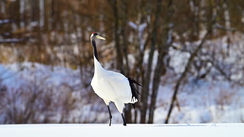 A red-crowned crane walks on the snow, while other red-crowned cranes call out nearby.Normal speed. Medium shot.