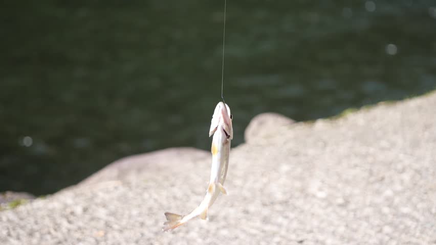 Yamame(landlocked trout) caught at a fishing pond