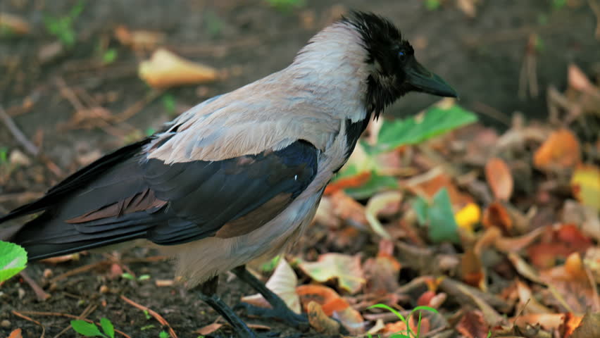 A hooded crow searches for food on the ground, pecking near a soil mound surrounded by fallen leaves and grass