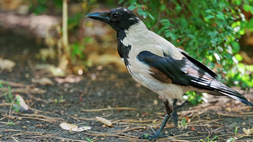 A hooded crow searches for food on the ground, pecking near a soil mound surrounded by fallen leaves and grass