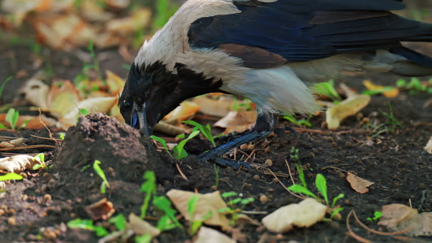A hooded crow searches for food on the ground, pecking near a soil mound surrounded by fallen leaves and grass