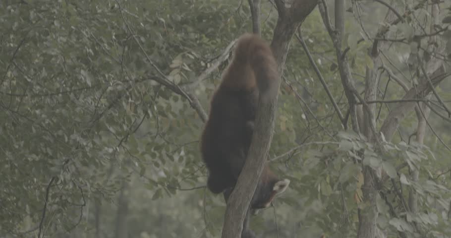 Ungraded C LOG 2, Red Panda Panda Climbs Tree In Search Of Tasty Leaves To Eat. Ailurus Fulgens Or Lesser Panda Is Small Mammal Native To The Eastern Himalayas And Southwestern China. Red Pandas Are