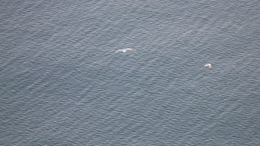 Seagull ocean flight. High angle vertical view of a lone seagull flying over textured blue-gray water waves.