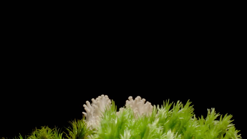 Time-lapse video of mushrooms growing rapidly from the ground in moist forest soil.