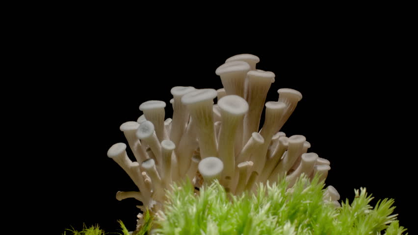 Time-lapse video of mushrooms growing rapidly from the ground in moist forest soil.