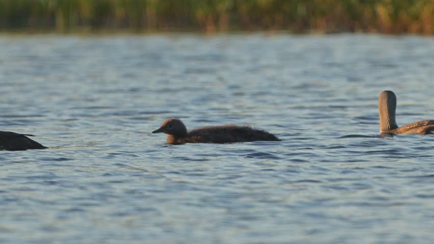 Slow motion shot of red throated diver chick swimming with adults on calm river in gentle evening shade