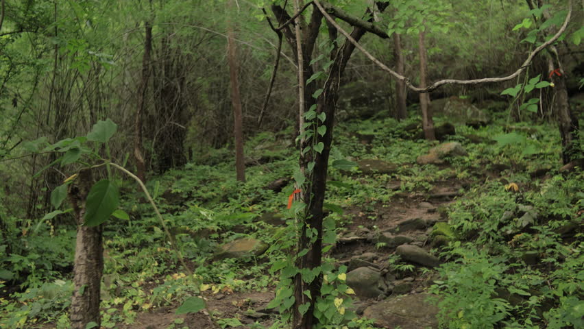 A man trekking up a steep mountain path during the rainy season, surrounded by vibrant green nature and misty wilderness. Perfect for adventure, travel, and outdoor footage.