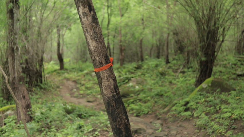 A man trekking up a steep mountain path during the rainy season, surrounded by vibrant green nature and misty wilderness. Perfect for adventure, travel, and outdoor footage.