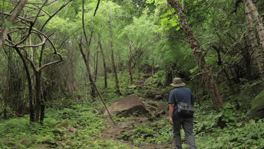 A man trekking up a steep mountain path during the rainy season, surrounded by vibrant green nature and misty wilderness. Perfect for adventure, travel, and outdoor footage.
