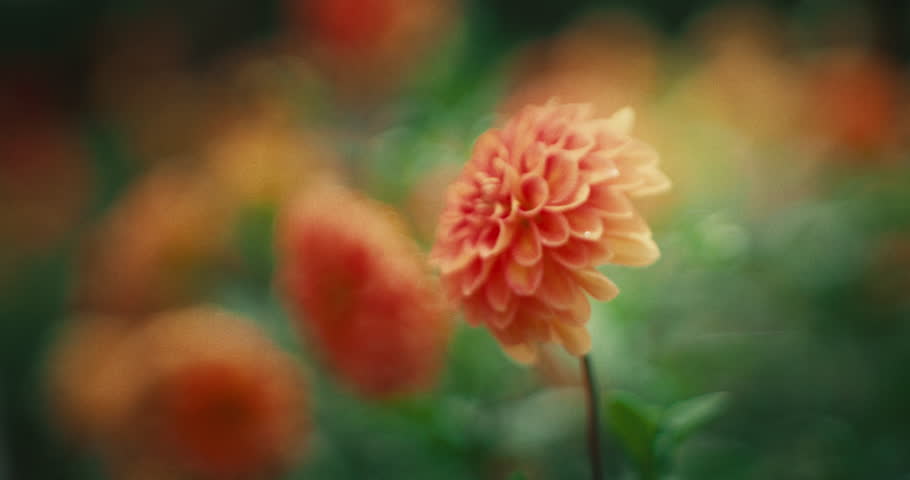 Close-up of an orange dahlia flower in bloom, soft focus background with vibrant petals and natural garden atmosphere.